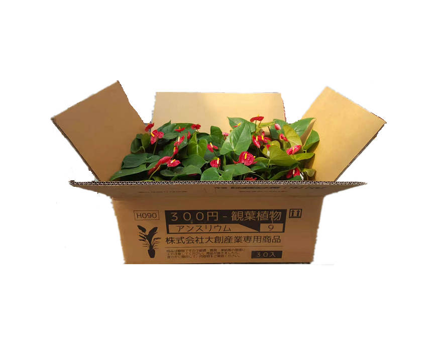 花卉植物         Flowering plant